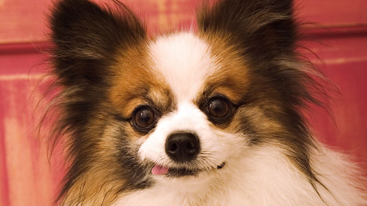 Wallpaper butterfly dog, muzzle, ears, fluffy, protruding tongue