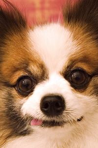 Preview wallpaper butterfly dog, muzzle, ears, fluffy, protruding tongue