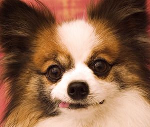 Preview wallpaper butterfly dog, muzzle, ears, fluffy, protruding tongue