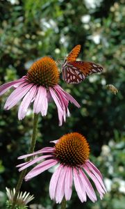 Preview wallpaper butterfly, echinacea, flowers, macro