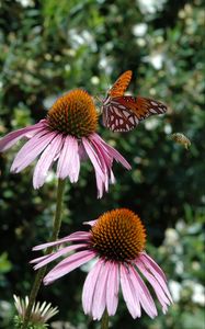 Preview wallpaper butterfly, echinacea, flowers, macro