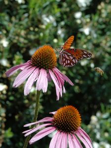 Preview wallpaper butterfly, echinacea, flowers, macro