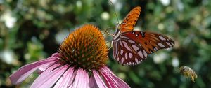 Preview wallpaper butterfly, echinacea, flowers, macro