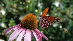 Preview wallpaper butterfly, echinacea, flowers, macro