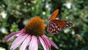 Preview wallpaper butterfly, echinacea, flowers, macro