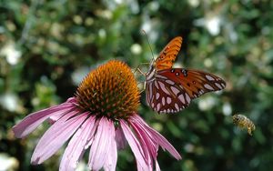Preview wallpaper butterfly, echinacea, flowers, macro