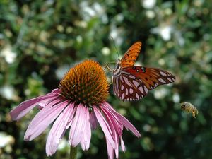 Preview wallpaper butterfly, echinacea, flowers, macro