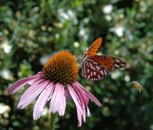 Preview wallpaper butterfly, echinacea, flowers, macro