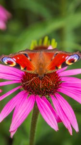 Preview wallpaper butterfly, echinacea, flowers, petals, macro