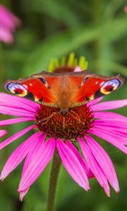 Preview wallpaper butterfly, echinacea, flowers, petals, macro