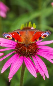 Preview wallpaper butterfly, echinacea, flowers, petals, macro