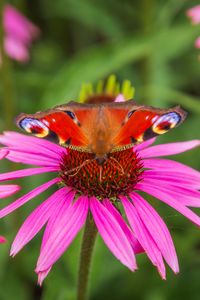Preview wallpaper butterfly, echinacea, flowers, petals, macro