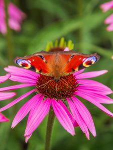 Preview wallpaper butterfly, echinacea, flowers, petals, macro