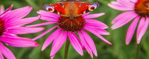 Preview wallpaper butterfly, echinacea, flowers, petals, macro