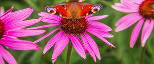 Preview wallpaper butterfly, echinacea, flowers, petals, macro