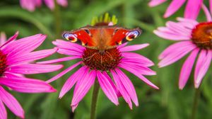 Preview wallpaper butterfly, echinacea, flowers, petals, macro