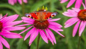 Preview wallpaper butterfly, echinacea, flowers, petals, macro