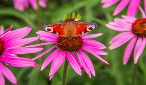 Preview wallpaper butterfly, echinacea, flowers, petals, macro