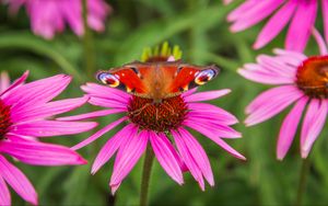 Preview wallpaper butterfly, echinacea, flowers, petals, macro