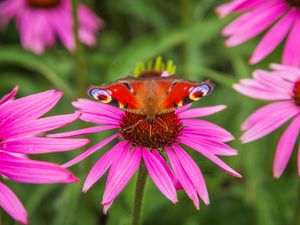 Preview wallpaper butterfly, echinacea, flowers, petals, macro
