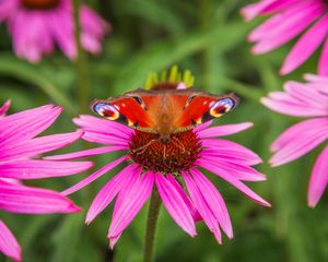 Preview wallpaper butterfly, echinacea, flowers, petals, macro