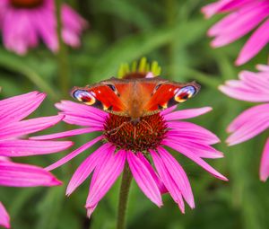 Preview wallpaper butterfly, echinacea, flowers, petals, macro