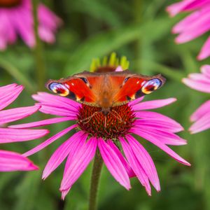 Preview wallpaper butterfly, echinacea, flowers, petals, macro