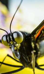 Preview wallpaper butterfly, eyes, macro, insect