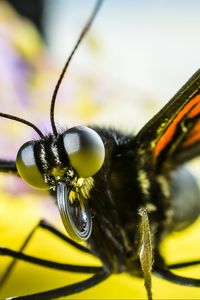 Preview wallpaper butterfly, eyes, macro, insect