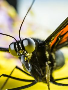 Preview wallpaper butterfly, eyes, macro, insect