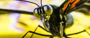 Preview wallpaper butterfly, eyes, macro, insect