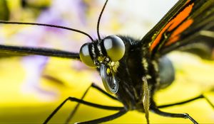 Preview wallpaper butterfly, eyes, macro, insect