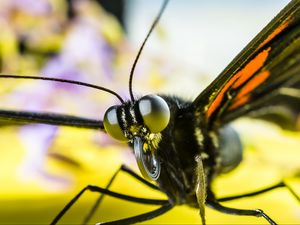 Preview wallpaper butterfly, eyes, macro, insect