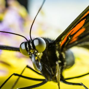 Preview wallpaper butterfly, eyes, macro, insect