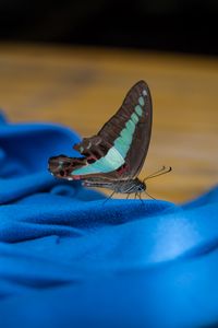 Preview wallpaper butterfly, fabric, folds, macro, blue