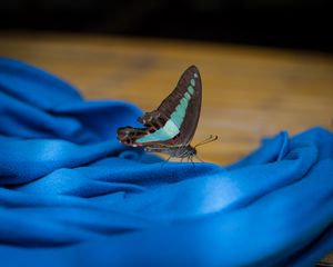 Preview wallpaper butterfly, fabric, folds, macro, blue