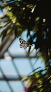 Preview wallpaper butterfly, flight, wings, pattern