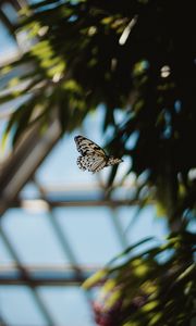 Preview wallpaper butterfly, flight, wings, pattern