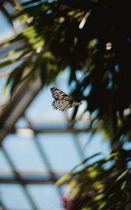 Preview wallpaper butterfly, flight, wings, pattern