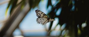 Preview wallpaper butterfly, flight, wings, pattern