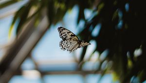 Preview wallpaper butterfly, flight, wings, pattern