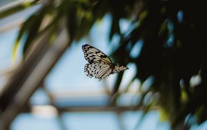 Preview wallpaper butterfly, flight, wings, pattern