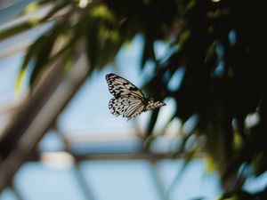 Preview wallpaper butterfly, flight, wings, pattern