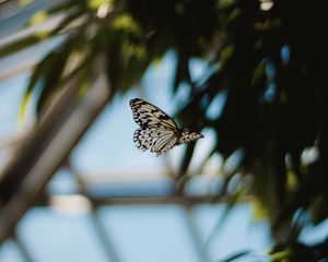 Preview wallpaper butterfly, flight, wings, pattern