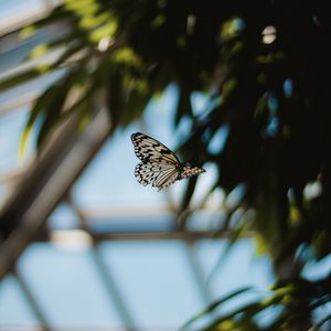 Preview wallpaper butterfly, flight, wings, pattern