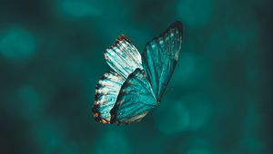 Preview wallpaper butterfly, flight, wings, pattern, macro