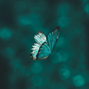 Preview wallpaper butterfly, flight, wings, pattern, macro