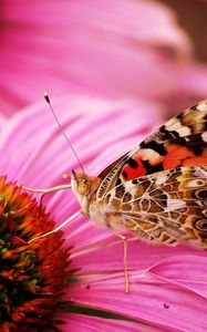 Preview wallpaper butterfly, flower, beautiful, petals