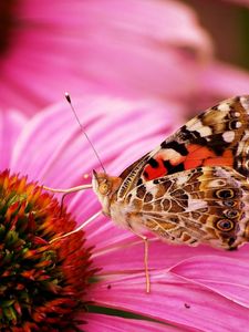 Preview wallpaper butterfly, flower, beautiful, petals