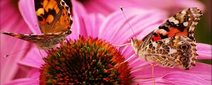 Preview wallpaper butterfly, flower, beautiful, petals